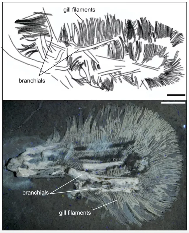 En videnskabelig figur med en mærket skitse (øverst) og et tilsvarende fossil (nederst), der viser forgreninger og gællefilamenter hos en forhistorisk fisk. Skalaer er inkluderet som reference.