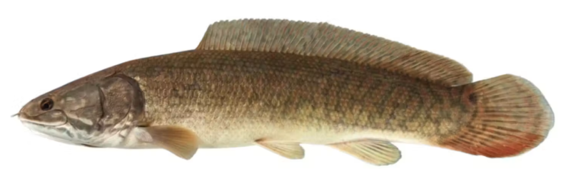 En brunlig fisk med afrundet hale, langstrakt krop og en enkelt lang rygfinne, isoleret på en hvid baggrund.