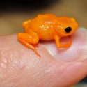 pumpkin toadlet græskar frø brachycephalus orange fingernegl lille balance mini vestibulær system