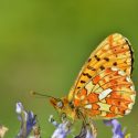sommerfugl biodiversitet natur arter rødlisten