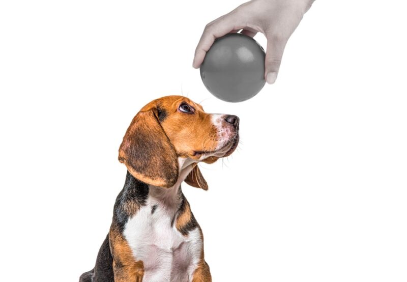 Hund og bold