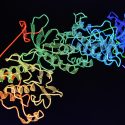 Kunstig intelligens ‘forudsiger’ 200 millioner proteiners struktur