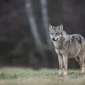 En ensom grå ulv står på græs og kigger fremad med en sløret skovbaggrund.