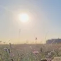 Solen skinner klart over en græsklædt mark, der er oversået med lilla vilde blomster, mens bygninger svagt kan skimtes i det fjerne i baggrunden under en klar blå himmel.