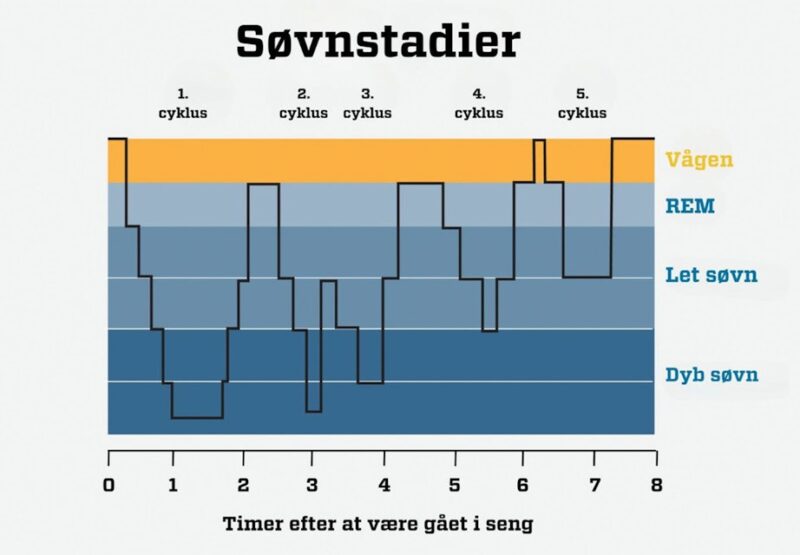 Illustration af søvnstadier, søvncyklusser og timerne i løbet af natten.