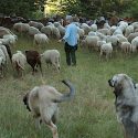 Agroforestry landbrug naturbrande Spanien miljø klima klimaforandringer silvopasture får