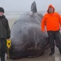 To personer i vandtæt tøj står på en tåget strand ved siden af en stor, strandet hval, der ligger på det våde sand. Havet og den overskyede himmel ses i baggrunden.