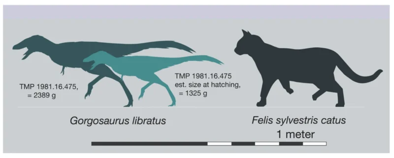 Silhuetterne sammenligner en voksen og en unge af Gorgosaurus libratus med en huskat og viser størrelsesforholdene i forhold til en 1-meter-skala. Den voksne Gorgosaurus er den største, efterfulgt af katten og derefter dinosaurungen, som er den mindste.