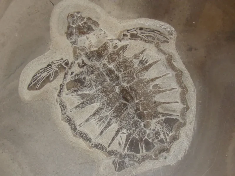 Et forstenet skildpaddefossil, der er indlejret i klippen, og som viser detaljerede konturer af skjoldet, lemmerne og hovedet. Fossilet er omgivet af en lysere stenramme, der fremhæver de bevarede træk.