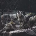 En flok ulve står og hviler sig på klippegrund i en skov. En ulv i midten hyler, mens de andre enten ligger ned eller ser sig opmærksomt omkring. Omgivelserne er mørke og stemningsfulde.