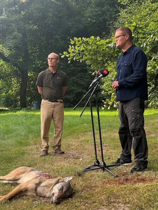 To mænd står udendørs ved siden af mikrofoner og taler på en pressekonference. En død ulv ligger på græsset foran dem, med træer og grønne omgivelser i baggrunden.