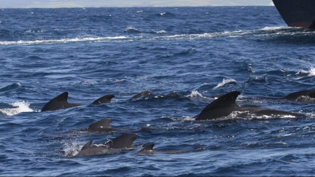 Grindehvalers råb i havet.. – ONN.dk